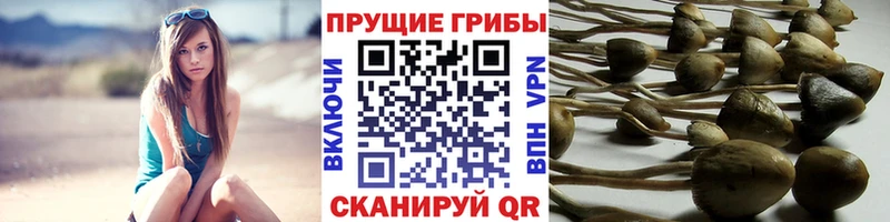 Псилоцибиновые грибы GOLDEN TEACHER  Клин 